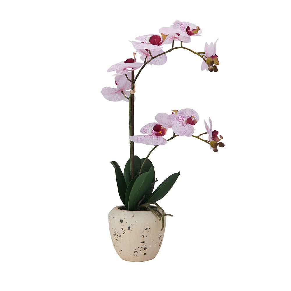 Mikasa Artificial Orchid in Faux Aged Cement Pot